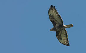 Common Buzzard