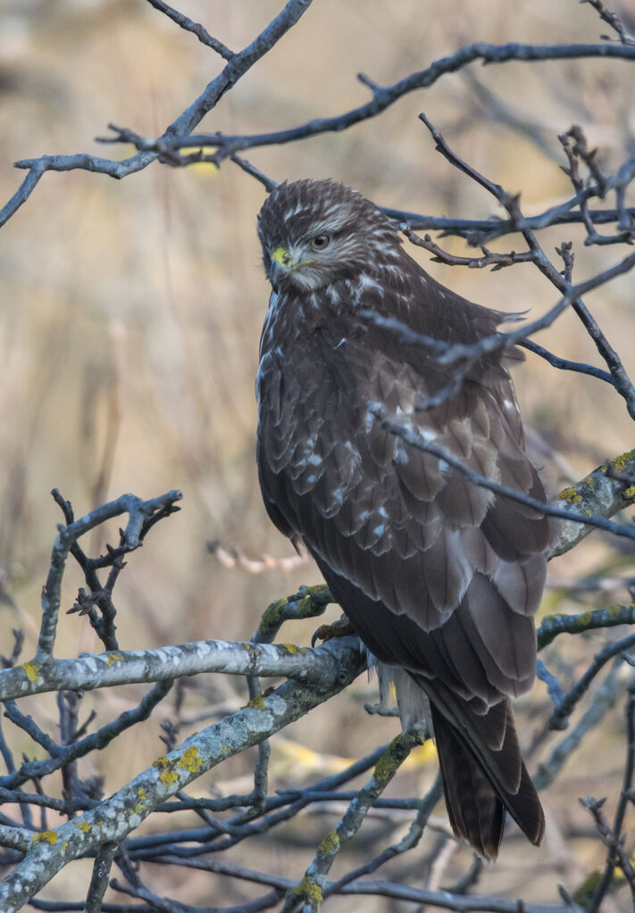 Common Buzzard