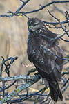 Buse variable