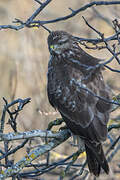 Common Buzzard