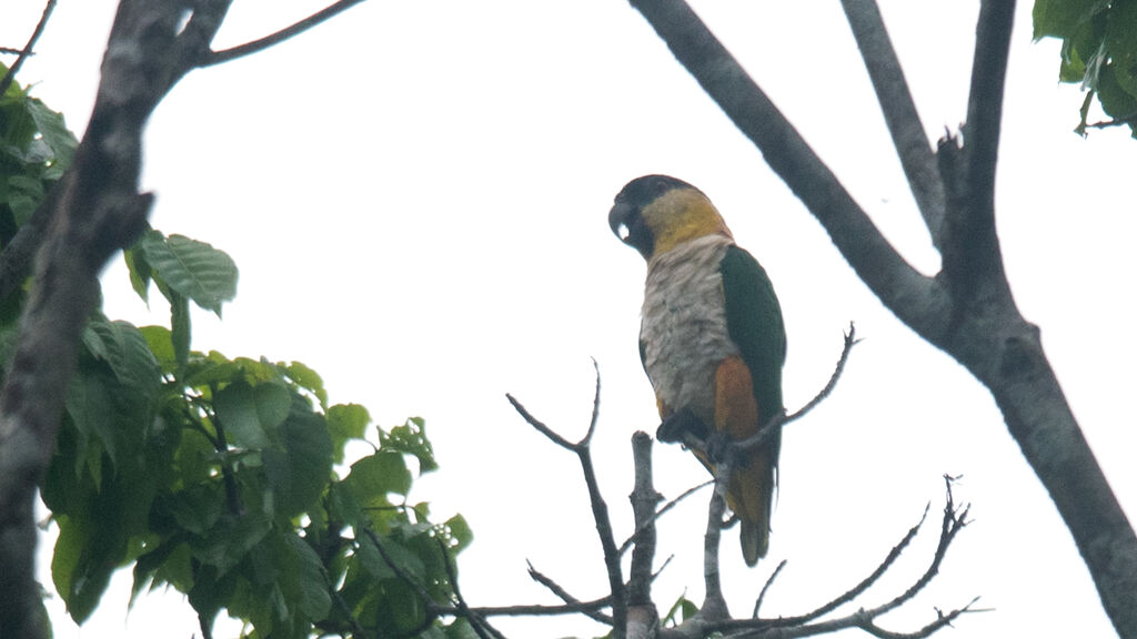 Black-headed Parrot