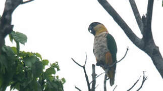 Black-headed Parrot