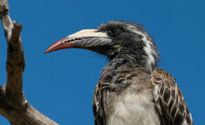 African Grey Hornbill