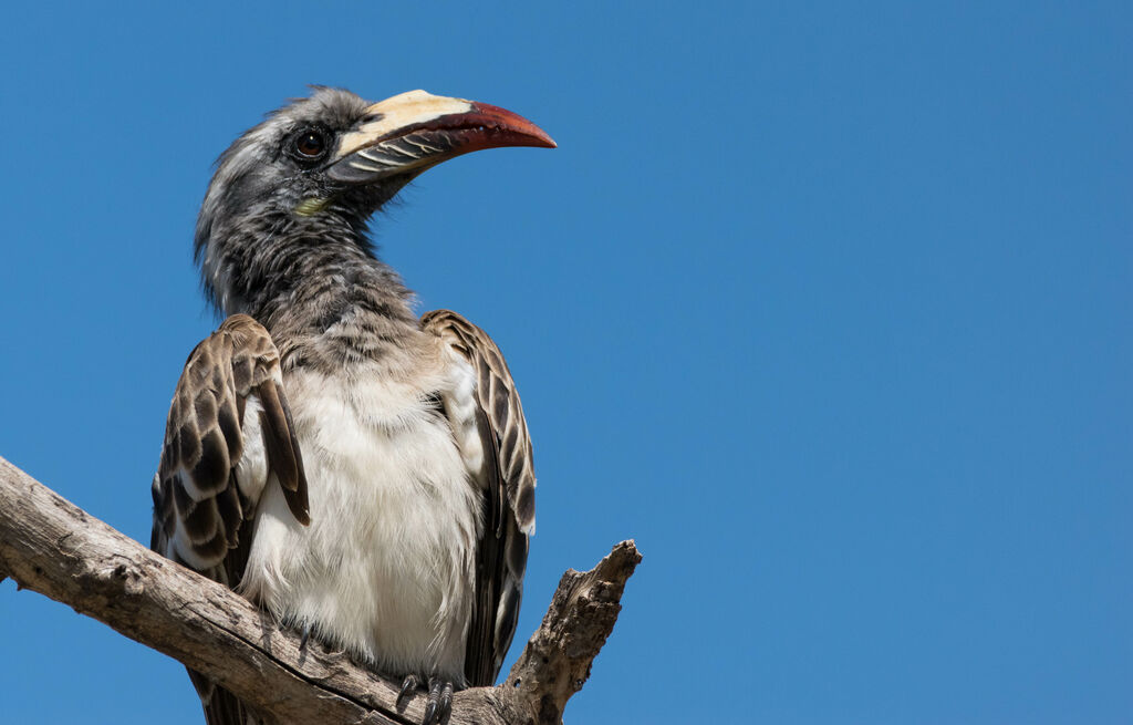 African Grey Hornbill