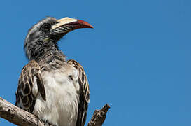 African Grey Hornbill