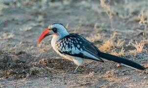 Northern Red-billed Hornbill