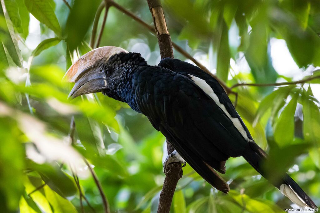 Silvery-cheeked Hornbill