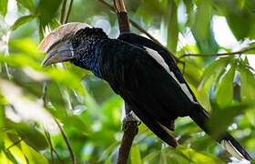 Silvery-cheeked Hornbill