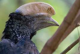 Silvery-cheeked Hornbill