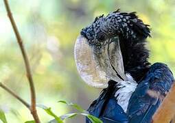 Silvery-cheeked Hornbill