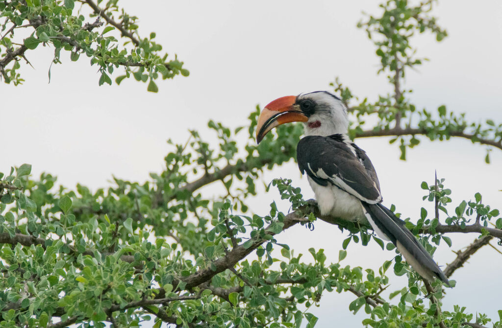 Von der Decken's Hornbill