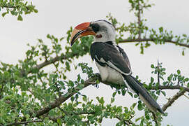 Von der Decken's Hornbill