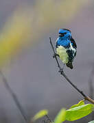 Turquoise Tanager