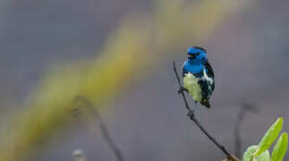 Turquoise Tanager