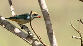 Burnished-buff Tanager