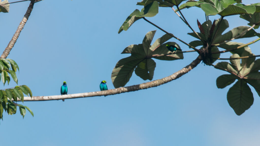 Paradise Tanager