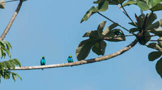 Paradise Tanager