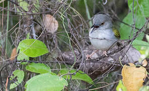 Grey-backed Camaroptera