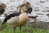 Canard à bosse