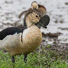 Canard à bosse