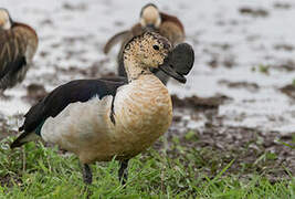 Knob-billed Duck