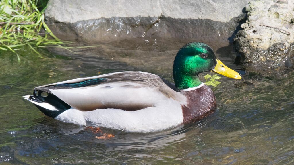 Canard colvert