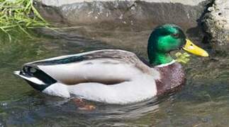 Canard colvert