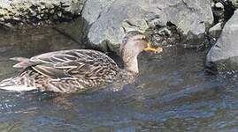 Canard colvert