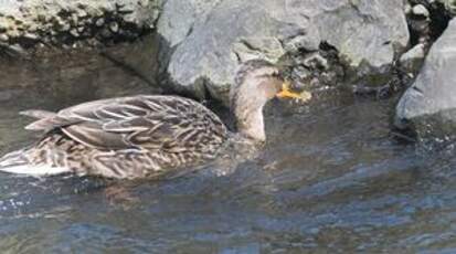 Canard colvert
