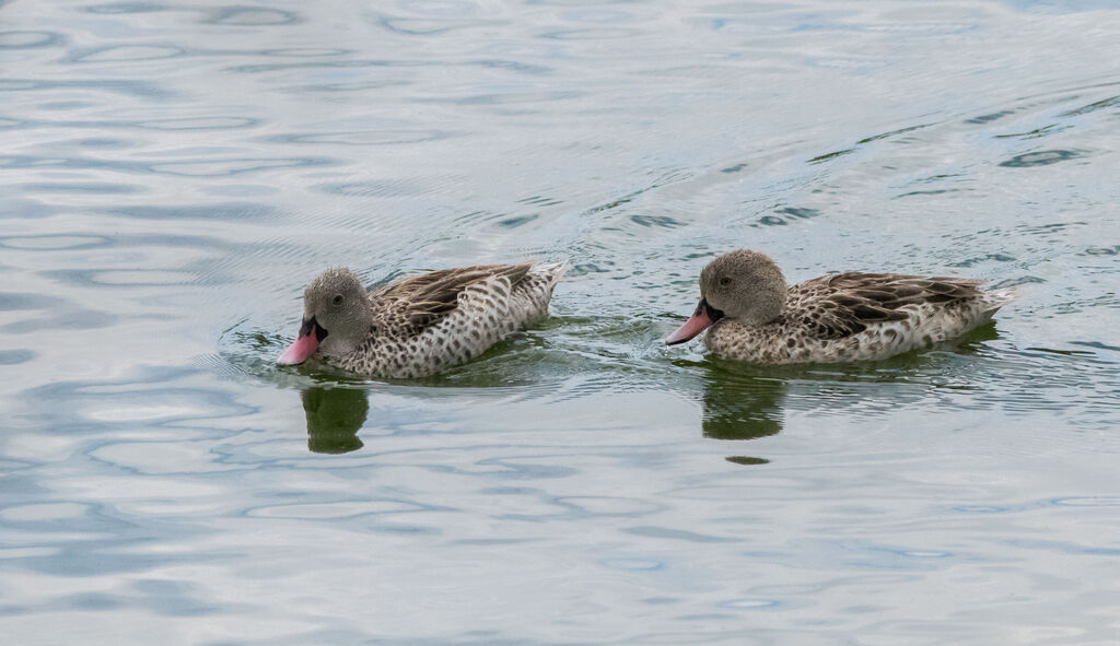 Cape Teal