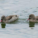 Canard du Cap