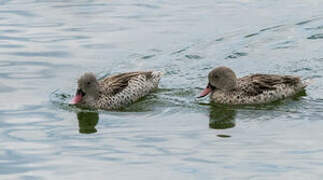 Cape Teal