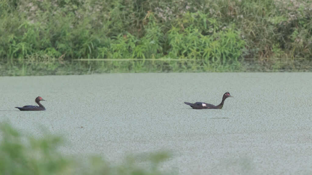 Canard musqué