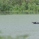 Canard musqué