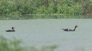 Muscovy Duck