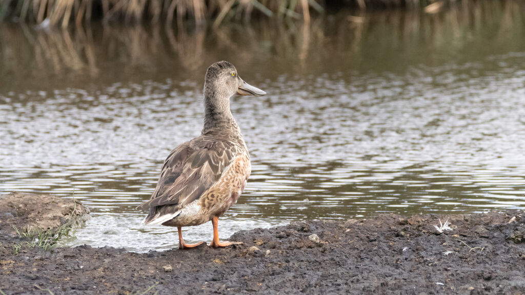 Northern Shoveler female