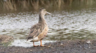 Canard souchet