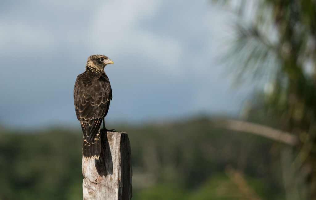 Yellow-headed Caracaraimmature