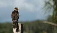 Caracara à tête jaune