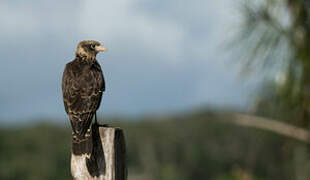 Yellow-headed Caracara