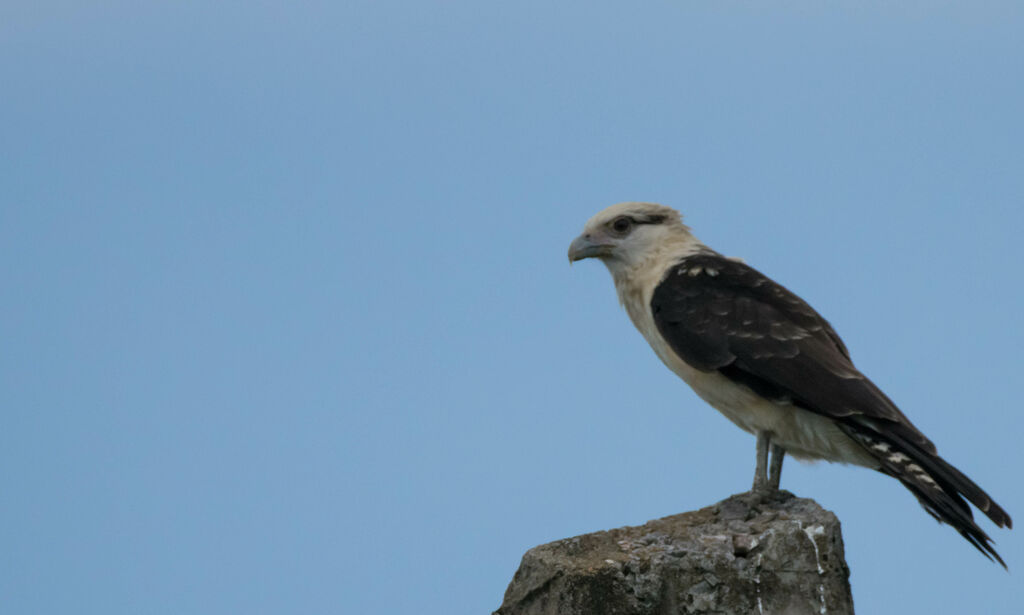 Caracara à tête jauneadulte