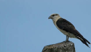 Caracara à tête jaune