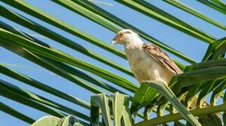 Yellow-headed Caracara