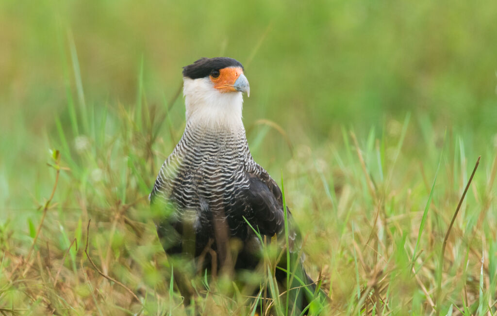 Southern Crested Caracara