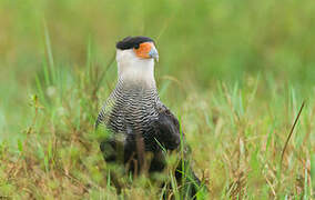 Caracara huppé