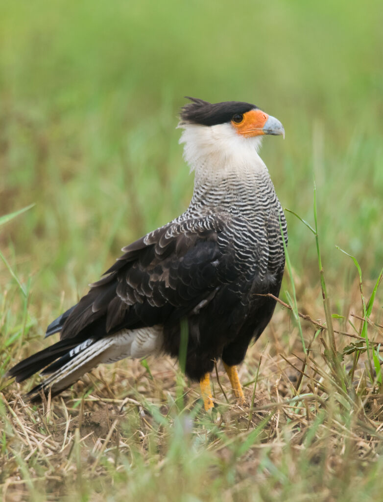 Caracara huppé