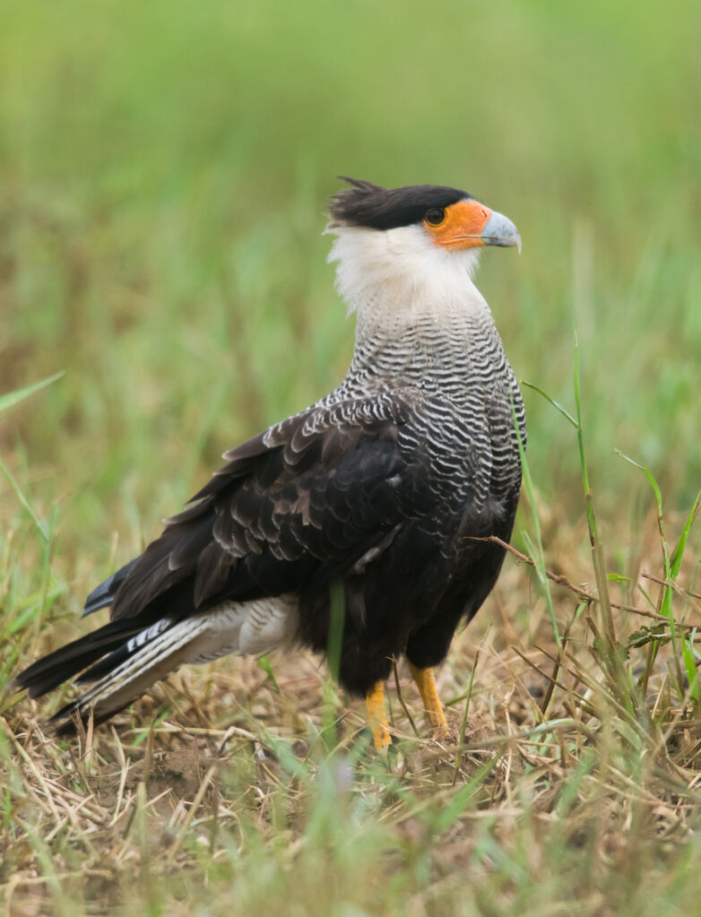 Caracara huppé