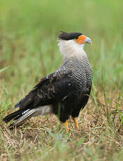 Caracara huppé