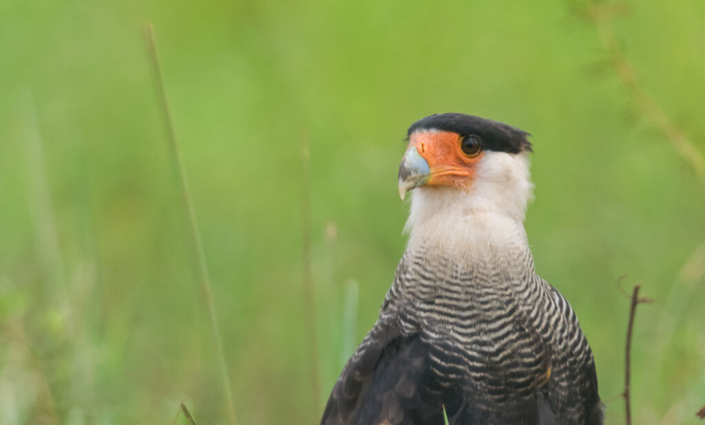 Crested Caracara