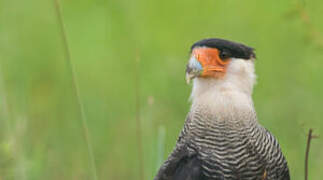 Southern Crested Caracara